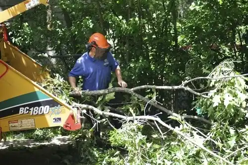 tree services Montague